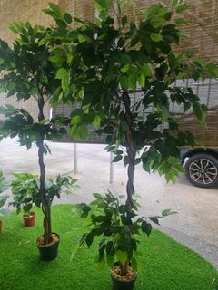 (Category: ) located in . Submitted by aliaa88 (Listing ID 1326396204, Image 1). Description: .