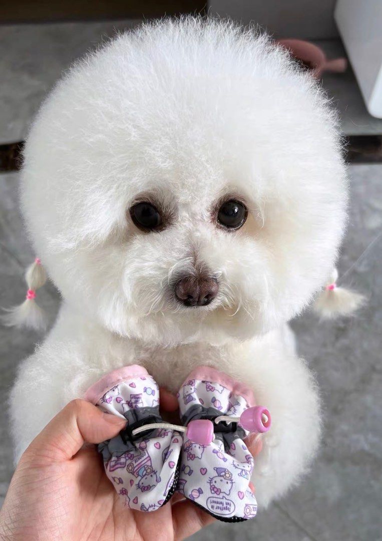 Dog shoes, Pet Supplies, Health & Grooming on Carousell