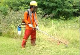 Grass plants cutting and trimming64884983174529111