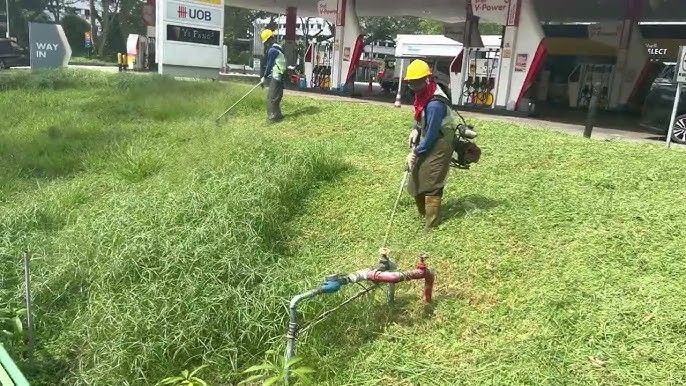 Grass plants cutting and trimming64884983174529112