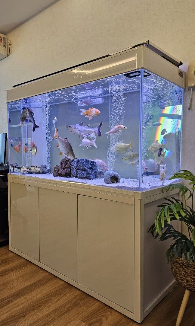 White Aquarium 5ft, Pet Supplies, Homes & Other Pet Accessories on