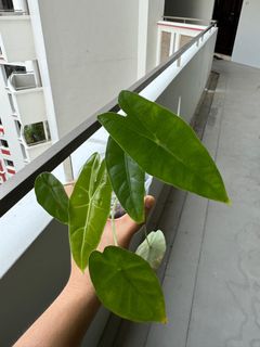 (Category: ) located in . Submitted by dan_plants (Listing ID 1323345430, Image 1). Description: .
