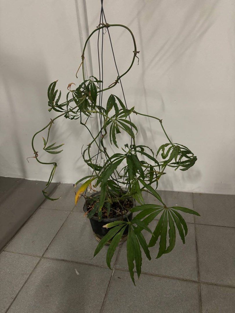 bonnie chlorophytum Bonnie Spider Plant Hanging Basket - Live Plant in an 8 Inch Hanging Basket - Chlorophytum Comosum 'Bonnie'