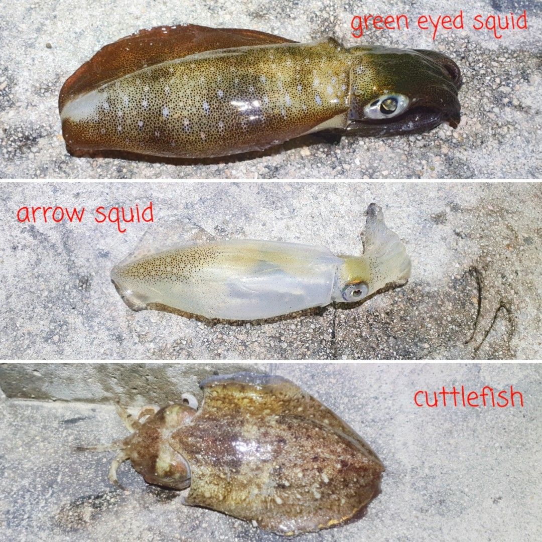 Fresh Fishing Bait (Green Eye Squid/Arrow Squid/ Cuttlefish/Octopus