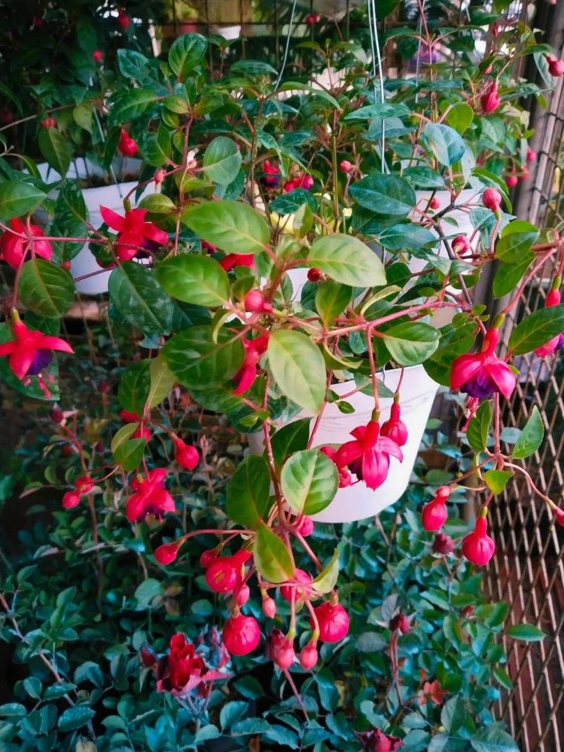 Hanging Dancing Lady (Category: Plants & Seeds) located in Quezon City. Submitted by cjpadilla (Listing ID 1323286562, Image 1). Description: .