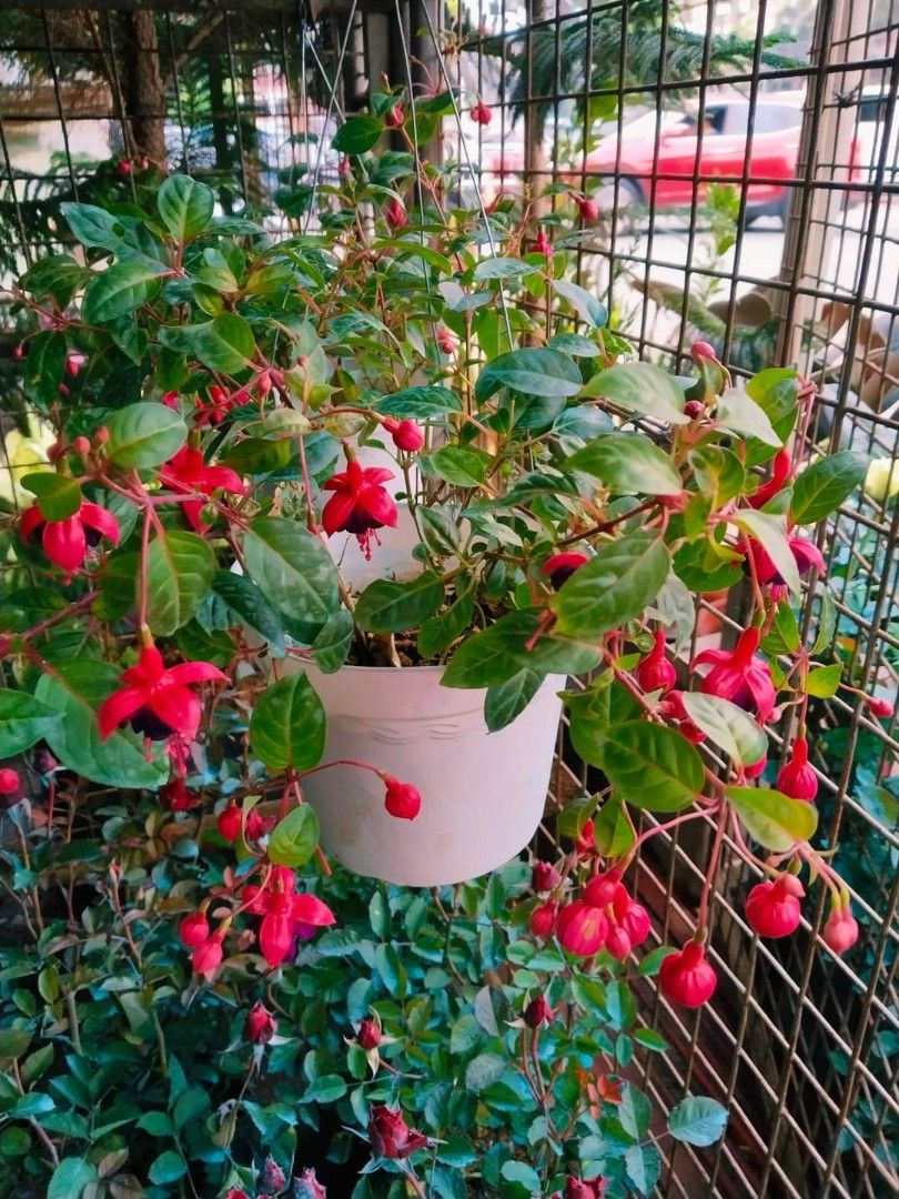 Hanging Dancing Lady (Category: Plants & Seeds) located in Quezon City. Submitted by cjpadilla (Listing ID 1323286562, Image 2). Description: .