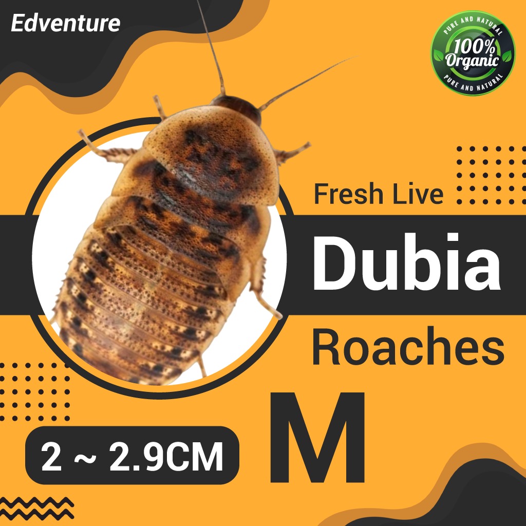 Live Dubia Roaches | 50Pcs | M Size: 2 ~ 2.9CM, Pet Supplies, Pet Food ...