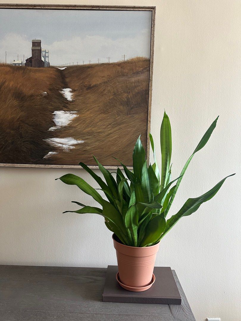 Night Owl Snake Plant (Category: Home & Furniture) located in Etobicoke. Submitted by simona_xoxo (Listing ID 1323297848, Image 1). Description: Beautiful and health plant. Very easy to care for. .