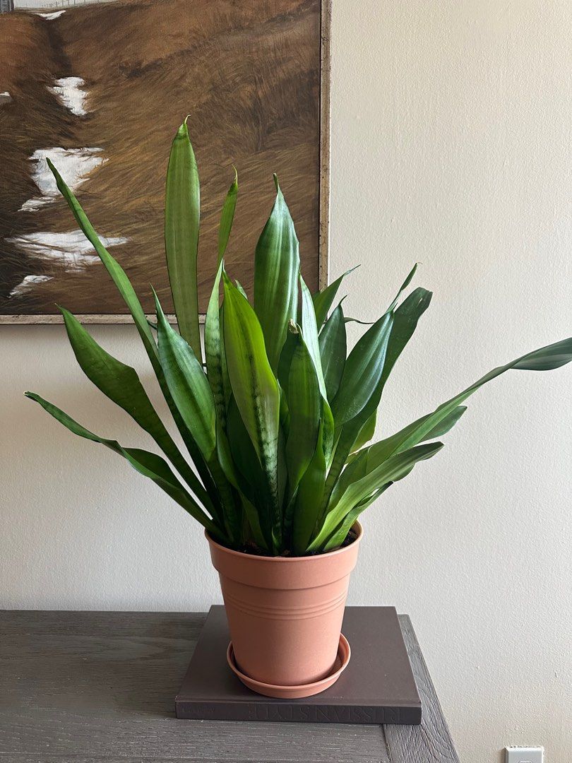Night Owl Snake Plant (Category: Home & Furniture) located in Etobicoke. Submitted by simona_xoxo (Listing ID 1323297848, Image 3). Description: Beautiful and health plant. Very easy to care for. .