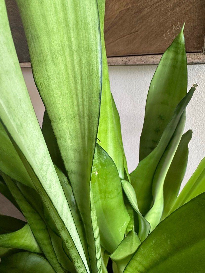 Night Owl Snake Plant (Category: Home & Furniture) located in Etobicoke. Submitted by simona_xoxo (Listing ID 1323297848, Image 2). Description: Beautiful and health plant. Very easy to care for. .