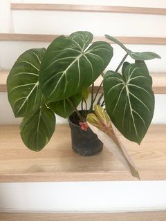 (Category: ) located in . Submitted by Angieshopping (Listing ID 1323356756, Image 1). Description: .