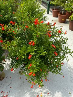 (Category: ) located in . Submitted by gardenfunfarm (Listing ID 1323397412, Image 1). Description: .