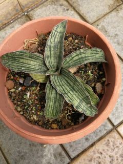 (Category: ) located in . Submitted by newplant (Listing ID 1323281359, Image 1). Description: .