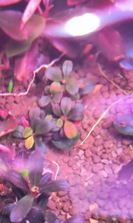 （分類：）位於 。 由 bucephalandra_hongkong 提交（商品編號 1326521968，圖片 1）。簡介： 。