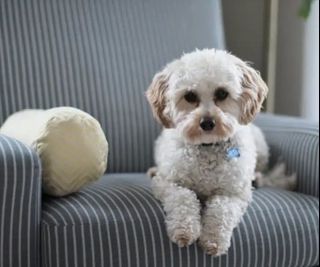 （分類：）位於 。 由 lucky_pets 提交（商品編號 1326527003，圖片 1）。簡介： 。