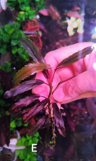 （分類：）位於 。 由 bucephalandra_hongkong 提交（商品編號 1326522694，圖片 1）。簡介： 。