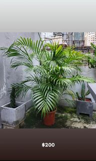 （分類：）位於 。 由 uflyn 提交（商品編號 1326544466，圖片 1）。簡介： 。