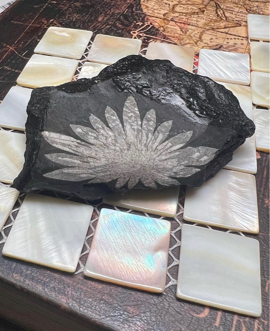 菊花石　chrysanthemum stone 菊花石Chrysanthemum Stone, 名牌, 飾物及配件- Carousell