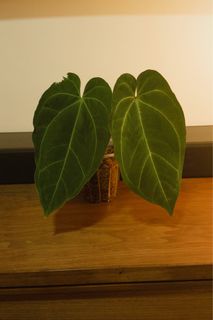 （分類：）位於 。 由 bid1999 提交（商品編號 1326757252，圖片 1）。簡介： 。