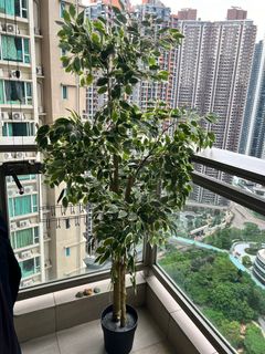 （分類：）位於 。 由 kiddiemom 提交（商品編號 1326788695，圖片 1）。簡介： 。