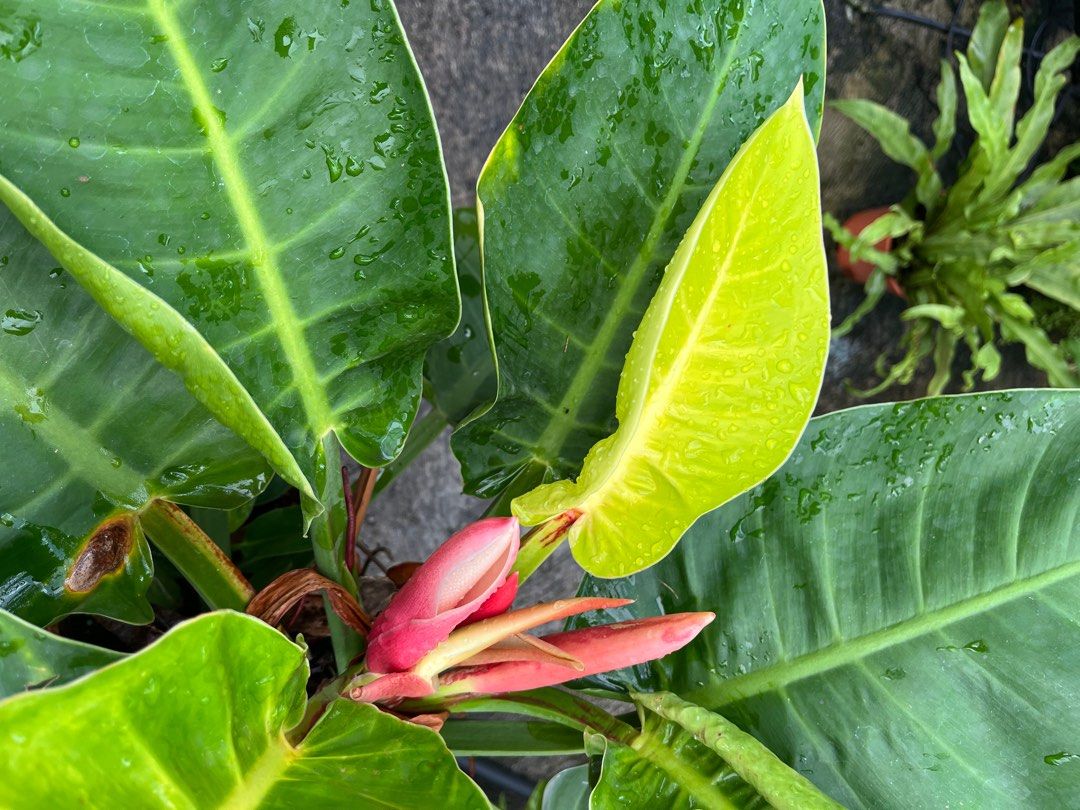 Philodendron Imperial Gold Hybrid (Large), Furniture & Home Living,  Gardening, Plants & Seeds on Carousell