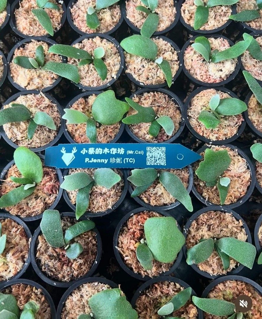 Platycerium willinckii 'Jenny', Furniture & Home Living