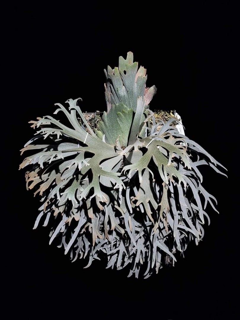 P. willinckii ’Jenny’ TC 1625 Platycerium willinckii 