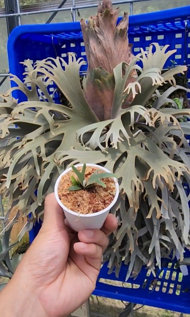 P. willinckii ’Jenny’ TC 2112 Platycerium willinckii 