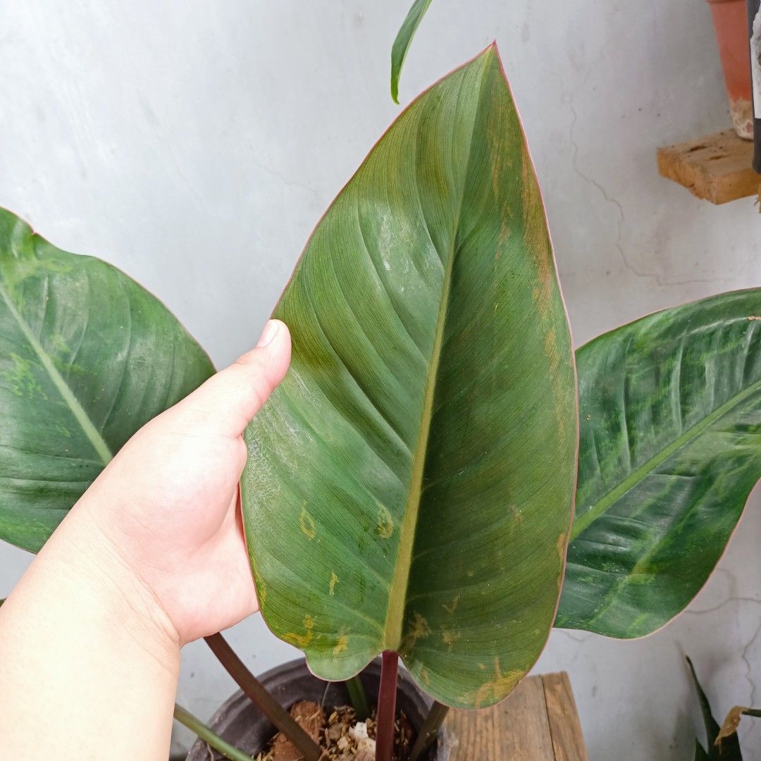 Reverted Pink Congo, Furniture & Home Living, Gardening, Plants & Seeds ...