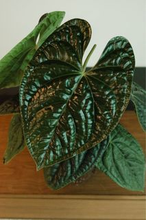 （分類：）位於 。 由 bid1999 提交（商品編號 1326748614，圖片 1）。簡介： 。