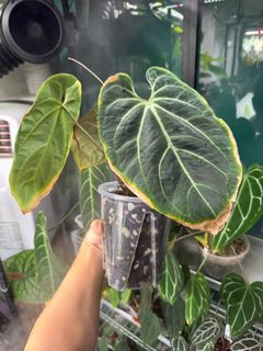 (Category: ) located in . Submitted by TheGreenCitizen (Listing ID 1326908904, Image 1). Description: .
