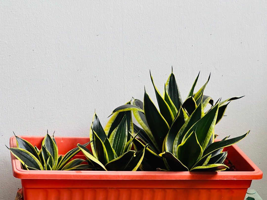 Healthy Indoor Plant Sansevieria, Furniture & Home Living, Gardening