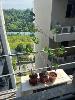 (Category: ) located in . Submitted by daveng74 (Listing ID 1326913643, Image 1). Description: .