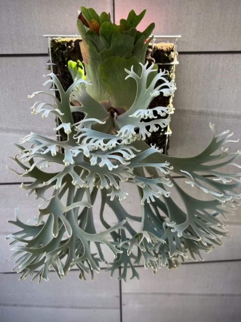 Platycerium willinckii 'Nano, Furniture & Home Living, Gardening