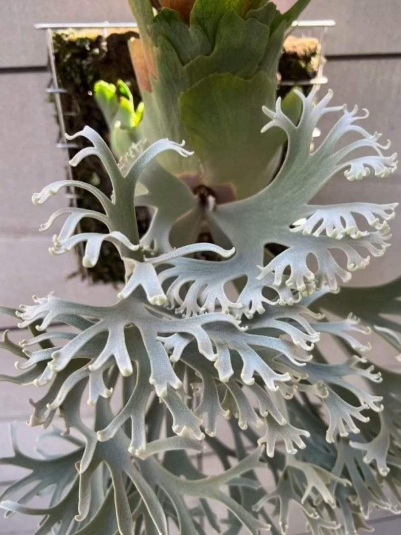 Platycerium willinckii nano 板付 Platycerium willinckii 'Nano, Furniture & Home Living, Gardening