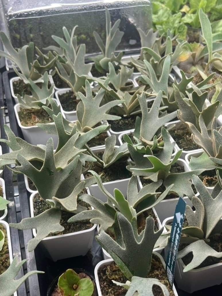 Platycerium willinckii 'Nano, Furniture & Home Living, Gardening