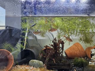 (Category: ) located in . Submitted by lilyjune (Listing ID 1326962864, Image 1). Description: .