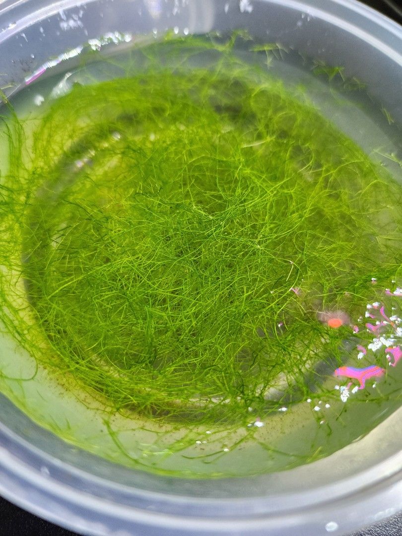 Stringy moss (Category: Plants & Seeds) located in Singapore. Submitted by aidi_azmi (Listing ID 1326920385, Image 3). Description: Bulletproof, very easy, fast growing plant. Ideal for breeding fish or shrimps. Size about one small Tau Huay tub. Free delivery.