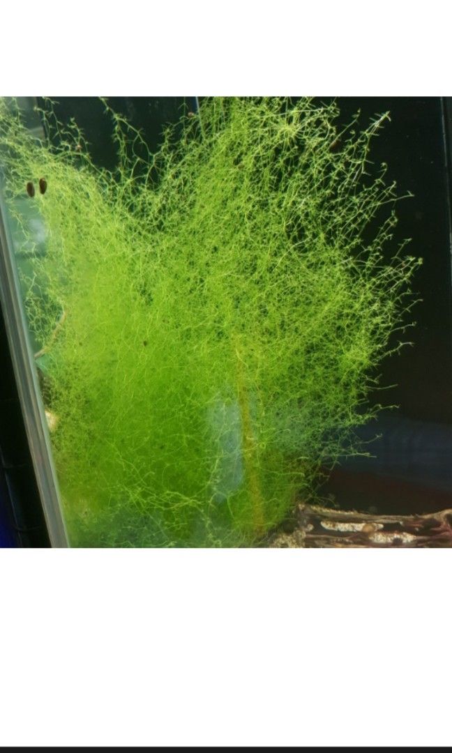 Stringy moss (Category: Plants & Seeds) located in Singapore. Submitted by aidi_azmi (Listing ID 1326920385, Image 2). Description: Bulletproof, very easy, fast growing plant. Ideal for breeding fish or shrimps. Size about one small Tau Huay tub. Free delivery.