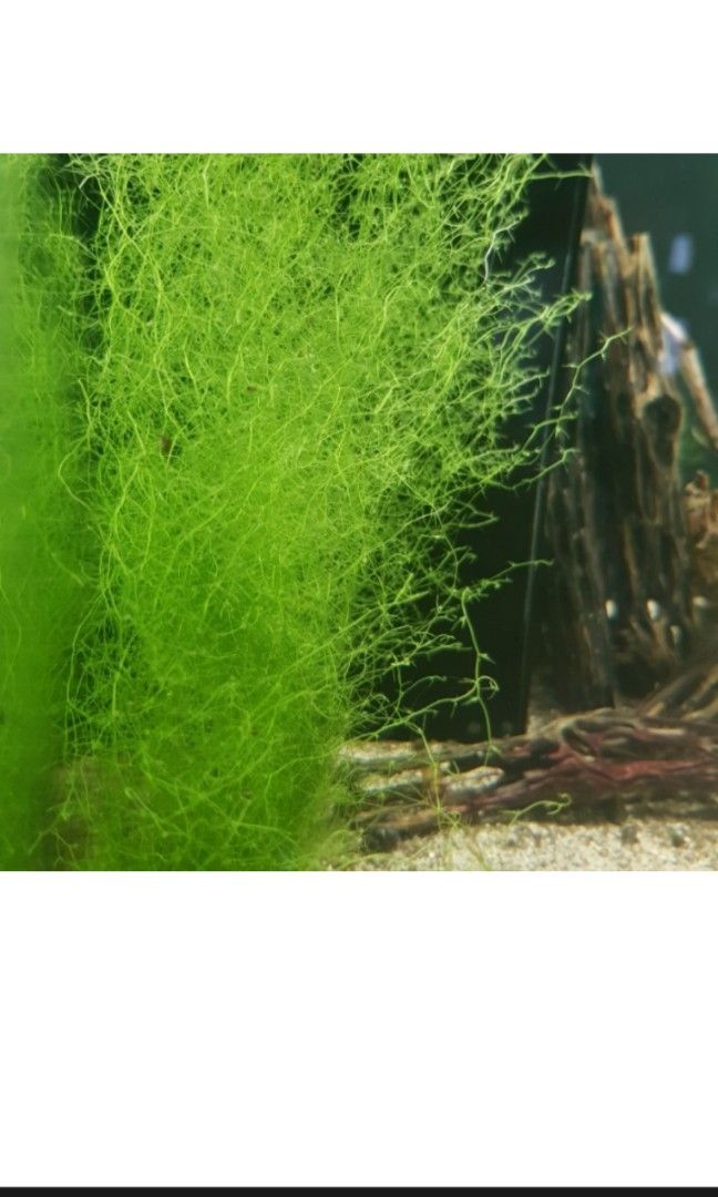 Stringy moss (Category: Plants & Seeds) located in Singapore. Submitted by aidi_azmi (Listing ID 1326920385, Image 1). Description: Bulletproof, very easy, fast growing plant. Ideal for breeding fish or shrimps. Size about one small Tau Huay tub. Free delivery.