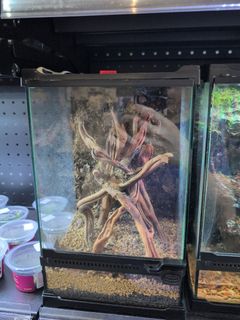 (Category: ) located in . Submitted by eastoceansg (Listing ID 1326900221, Image 1). Description: .