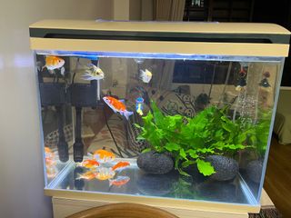 (Category: ) located in . Submitted by fast.shi_kui (Listing ID 1326996905, Image 1). Description: .