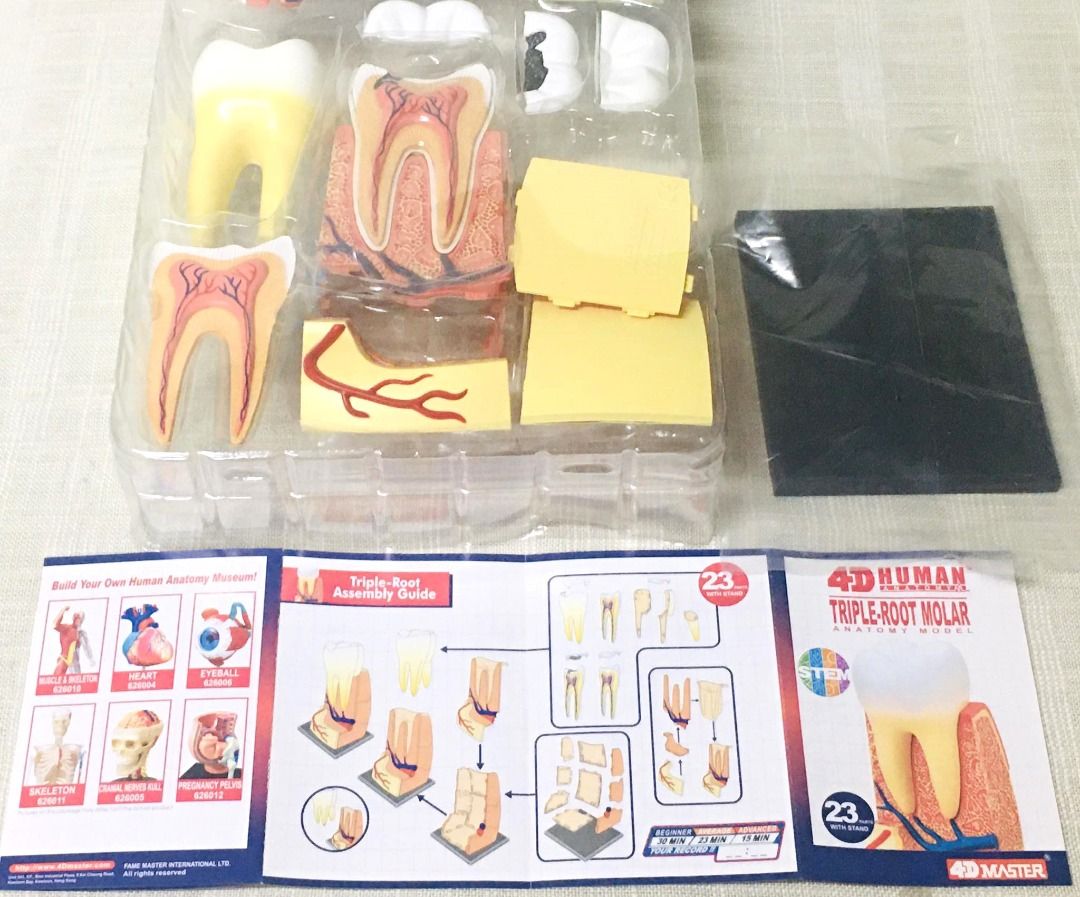 4-D Human Triple-Root Molar Anatomy Model (4-D Master) (Category: Medical Supplies & Tools) located in Taguig. Submitted by Bloomscorner1 (Listing ID 1327086829, Image 2). Description: ✅ A 4D triple-root molar dental anatomy with master sculpturing, detachable parts and highly detailed miniature molar model ✅ This model is designed to provide students, patients, kids and adults alike a basic and precise knowledge about Molar with exchangeable dec