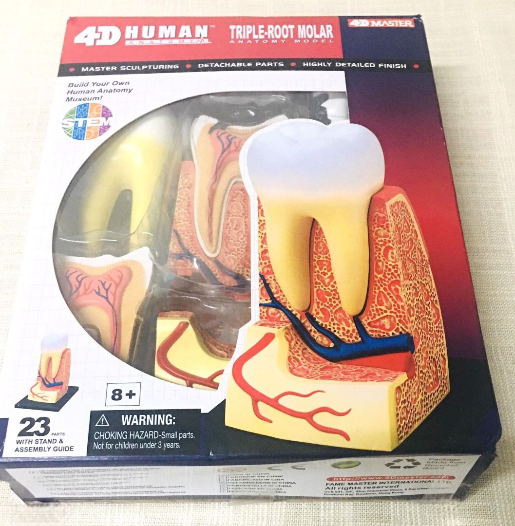 4-D Human Triple-Root Molar Anatomy Model (4-D Master) (Category: Medical Supplies & Tools) located in Taguig. Submitted by Bloomscorner1 (Listing ID 1327086829, Image 1). Description: ✅ A 4D triple-root molar dental anatomy with master sculpturing, detachable parts and highly detailed miniature molar model ✅ This model is designed to provide students, patients, kids and adults alike a basic and precise knowledge about Molar with exchangeable dec