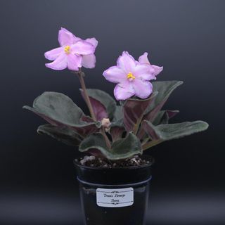 （分類：）位於 。 由 cc_agave 提交（商品編號 1327165010，圖片 1）。簡介： 。