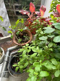 (Category: ) located in . Submitted by viji_b (Listing ID 1327035277, Image 1). Description: .