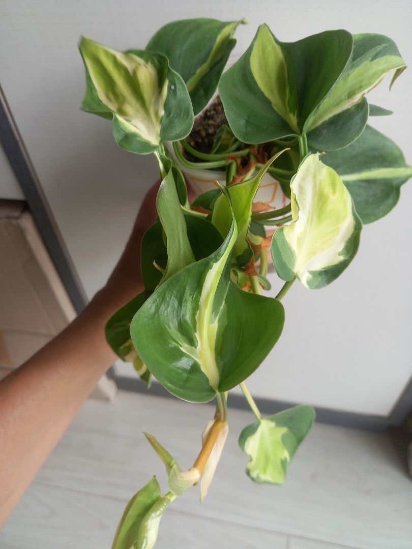 philodendron painted lady pflege Philodendron Painted Lady