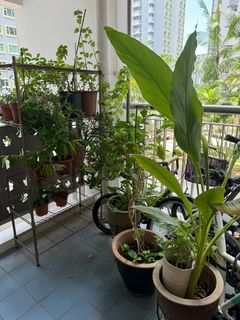 (Category: ) located in . Submitted by viji_b (Listing ID 1327035744, Image 1). Description: .