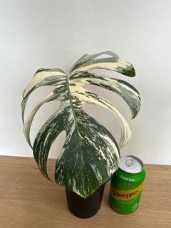 （分類：）位於 。 由 teslatimcook 提交（商品編號 1326349312，圖片 1）。簡介： 。