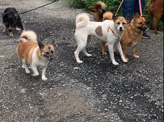 （分類：）位於 。 由 lucky_pets 提交（商品編號 1327252025，圖片 1）。簡介： 。